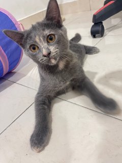 Tungtung - British Shorthair + Domestic Medium Hair Cat