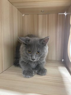 Tungtung - British Shorthair + Domestic Medium Hair Cat