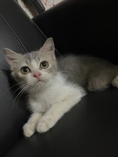 Ben - British Shorthair + Munchkin Cat