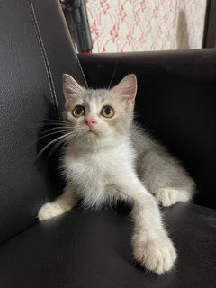 Ben - British Shorthair + Munchkin Cat