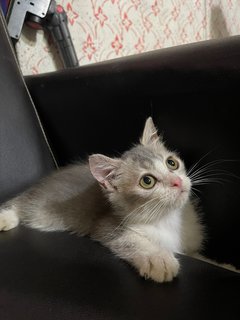 Ben - British Shorthair + Munchkin Cat