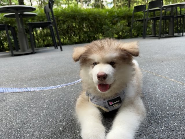 Money - Alaskan Malamute Dog