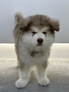 Money - Alaskan Malamute Dog