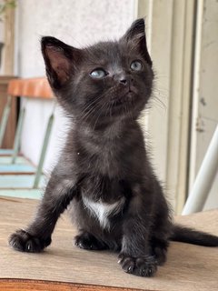 Kuro - Domestic Short Hair Cat