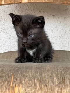 Kuro - Domestic Short Hair Cat