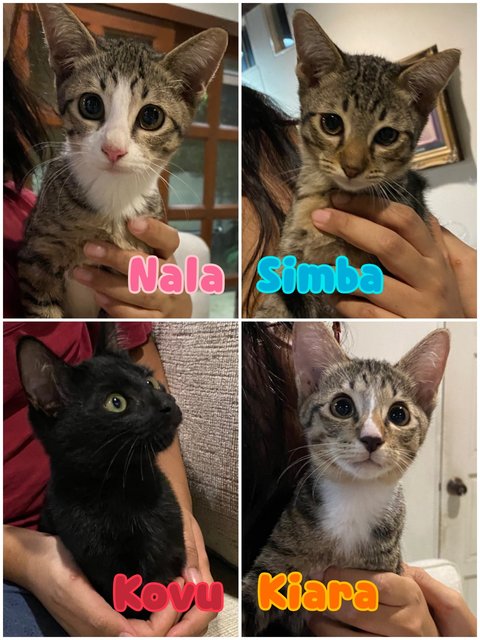 4 Little Kittens 🦁 (All Resevered) - Domestic Short Hair + Domestic Medium Hair Cat