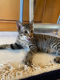 4 Little Kittens 🦁 (All Resevered) - Domestic Short Hair + Domestic Medium Hair Cat