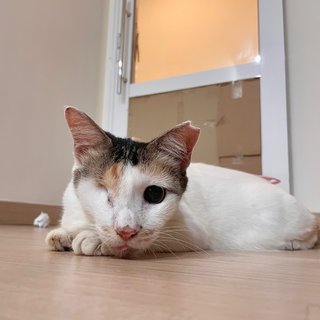 Meowmi - Domestic Short Hair Cat