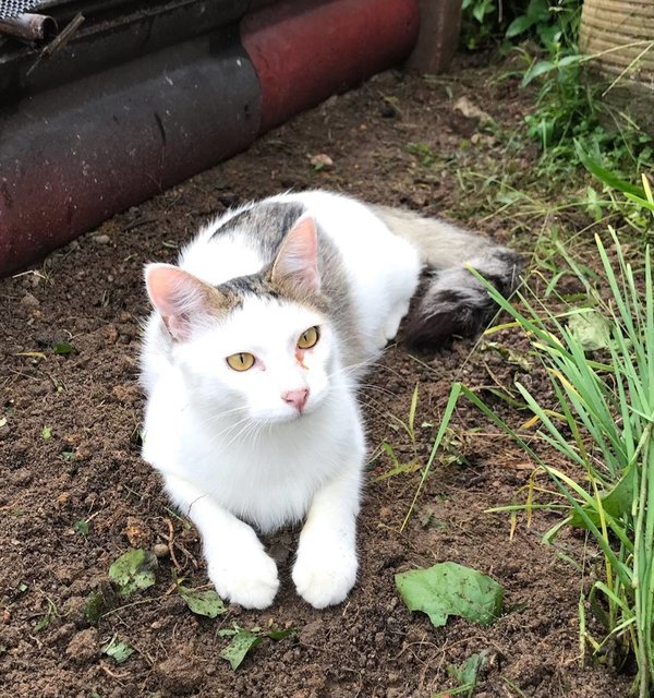 Dundun - Domestic Medium Hair Cat