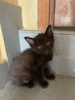 Blackie Greyish Kitty - Domestic Medium Hair Cat