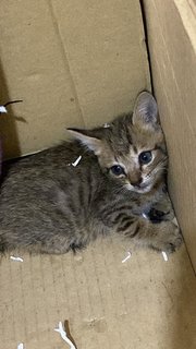 Blackie Greyish Kitty - Domestic Medium Hair Cat