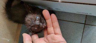 Blackie Greyish Kitty - Domestic Medium Hair Cat