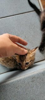 Blackie Greyish Kitty - Domestic Medium Hair Cat