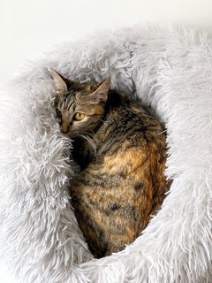 Marvelous Miss Millie - Domestic Short Hair Cat