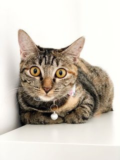 Marvelous Miss Millie - Domestic Short Hair Cat