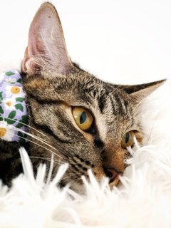 Marvelous Miss Millie - Domestic Short Hair Cat