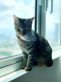 Marvelous Miss Millie - Domestic Short Hair Cat