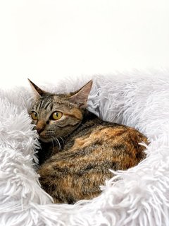 Marvelous Miss Millie - Domestic Short Hair Cat