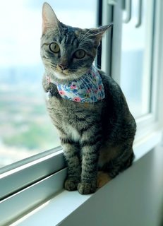 Marvelous Miss Millie - Domestic Short Hair Cat