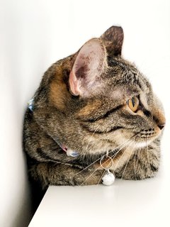 Marvelous Miss Millie - Domestic Short Hair Cat