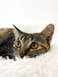 Marvelous Miss Millie - Domestic Short Hair Cat