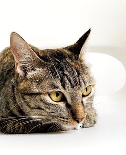 Marvelous Miss Millie - Domestic Short Hair Cat