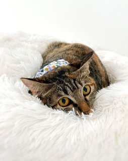 Marvelous Miss Millie - Domestic Short Hair Cat