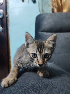 Oreo &amp; Vanilla - Domestic Short Hair + Siamese Cat