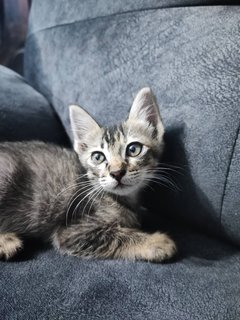 Oreo &amp; Vanilla - Domestic Short Hair + Siamese Cat