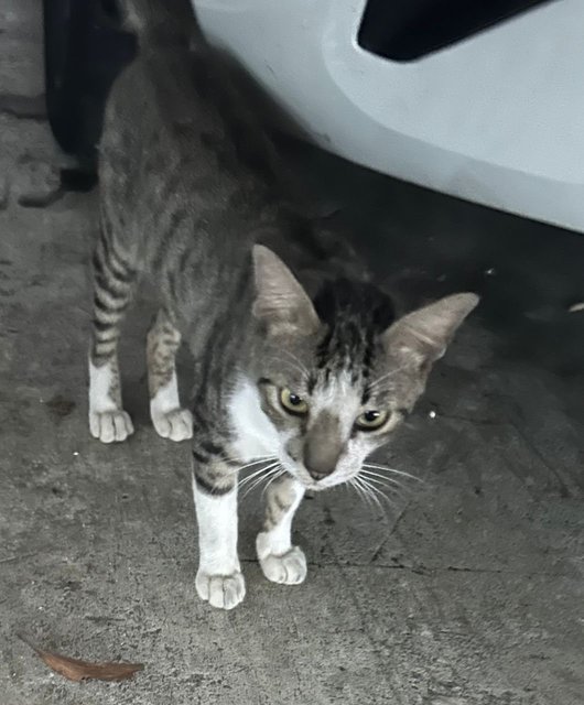 White Socks - Domestic Short Hair Cat