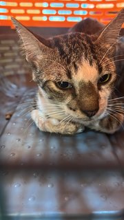 White Socks - Domestic Short Hair Cat