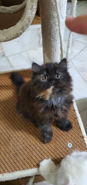 Mix Persian  - Persian Cat