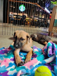 Lucy  - Dutch Shepherd Mix Dog