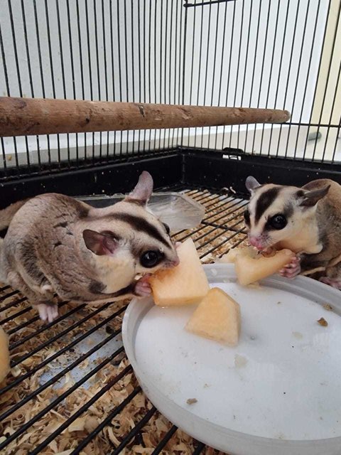 PF126523 - Sugar Glider Small & Furry