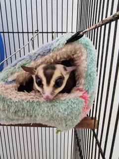 PF126523 - Sugar Glider Small & Furry