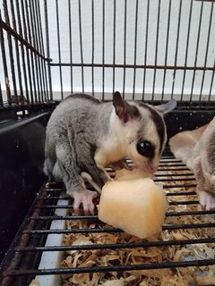 PF126523 - Sugar Glider Small & Furry