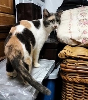 Peachie Manja Calico - Domestic Short Hair Cat