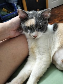 Peachie Manja Calico - Domestic Short Hair Cat