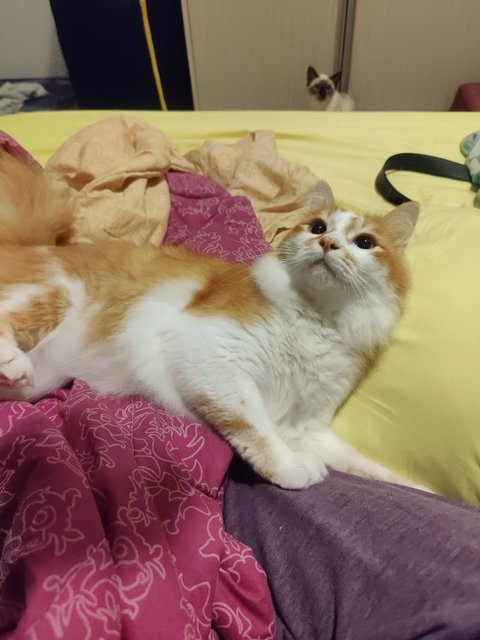 Apricot And Snufflebutt  - Domestic Short Hair + Domestic Long Hair Cat