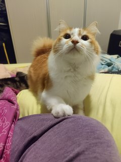 Apricot And Snufflebutt  - Domestic Short Hair + Domestic Long Hair Cat