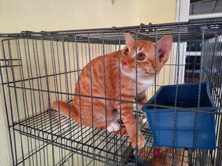 Cinnamon - Domestic Short Hair Cat