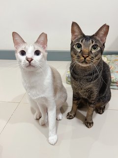 Summer &amp; Snowy  - Domestic Short Hair Cat