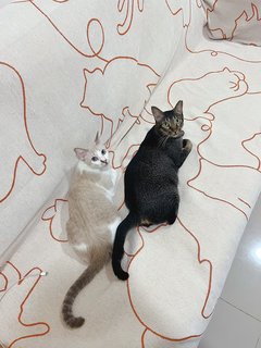 Summer &amp; Snowy  - Domestic Short Hair Cat