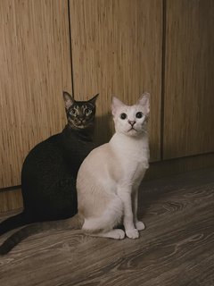 Summer &amp; Snowy  - Domestic Short Hair Cat