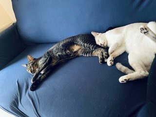 Summer &amp; Snowy  - Domestic Short Hair Cat