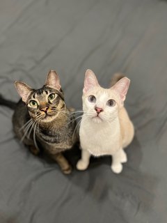 Summer &amp; Snowy  - Domestic Short Hair Cat