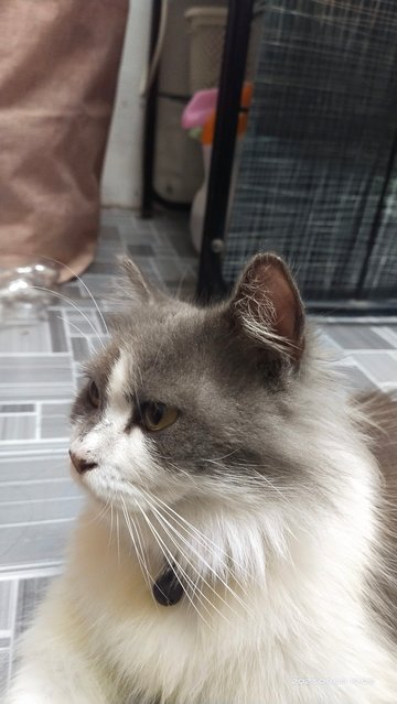 Bubu - Domestic Long Hair + Scottish Fold Cat