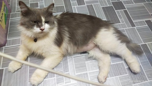 Bubu - Domestic Long Hair + Scottish Fold Cat