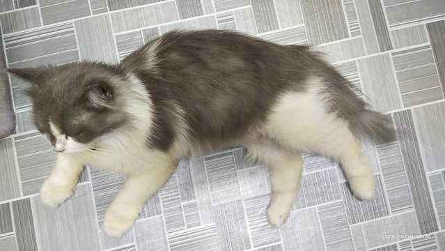 Bubu - Domestic Long Hair + Scottish Fold Cat