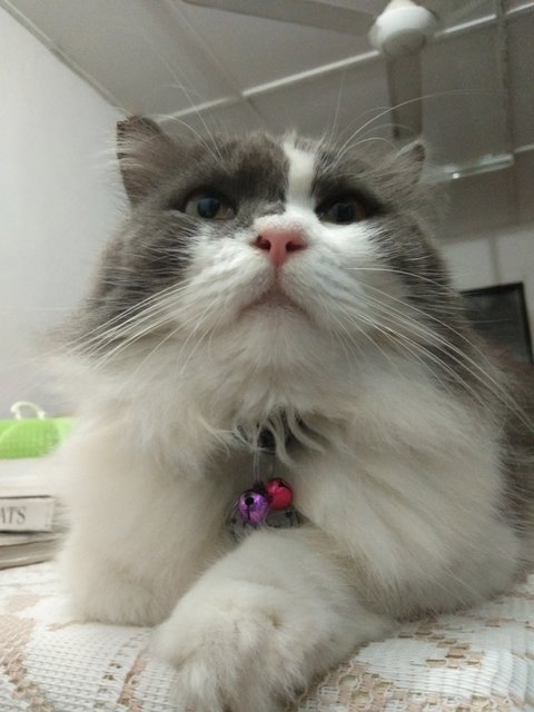 Bubu - Domestic Long Hair + Scottish Fold Cat